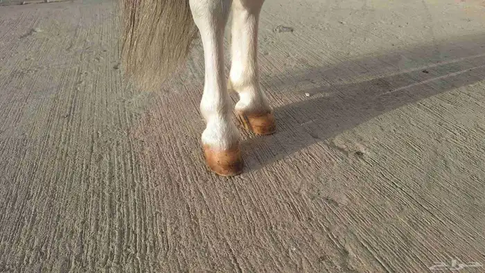 للبيع فحل بوني فاخر وقزم إنتاج وكاريزما ما تتكرر 15