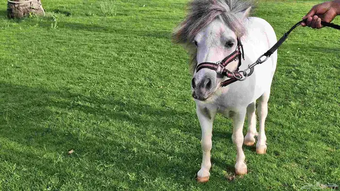 للبيع فحل بوني فاخر وقزم إنتاج وكاريزما ما تتكرر 0