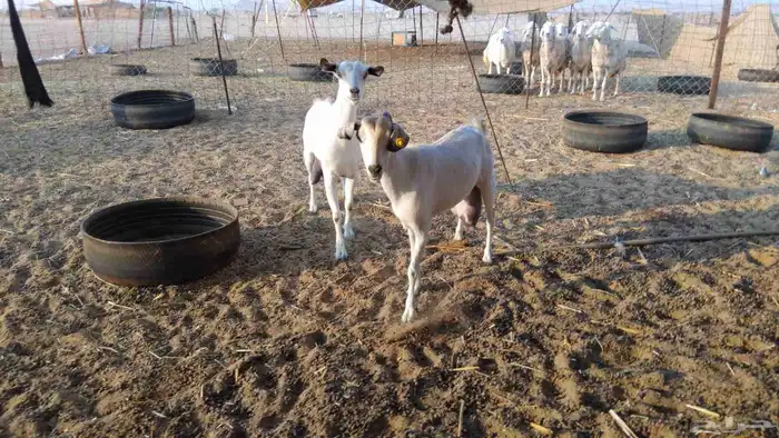 ماعز حليب شرط 2