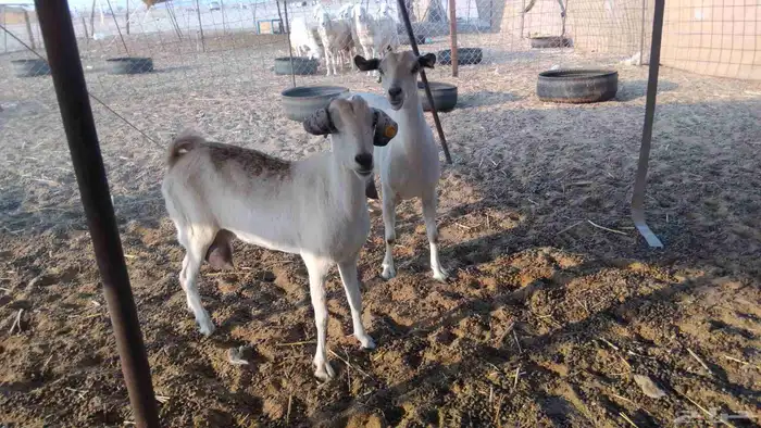 ماعز حليب شرط 0