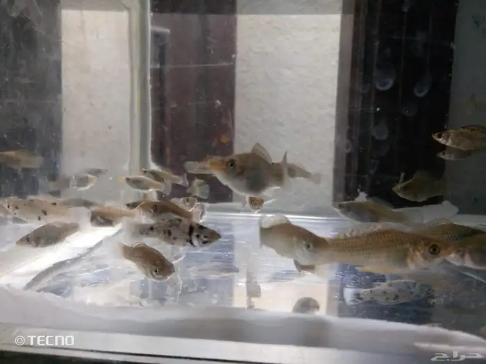 أسماك زينة مولي الحبة بريال 3