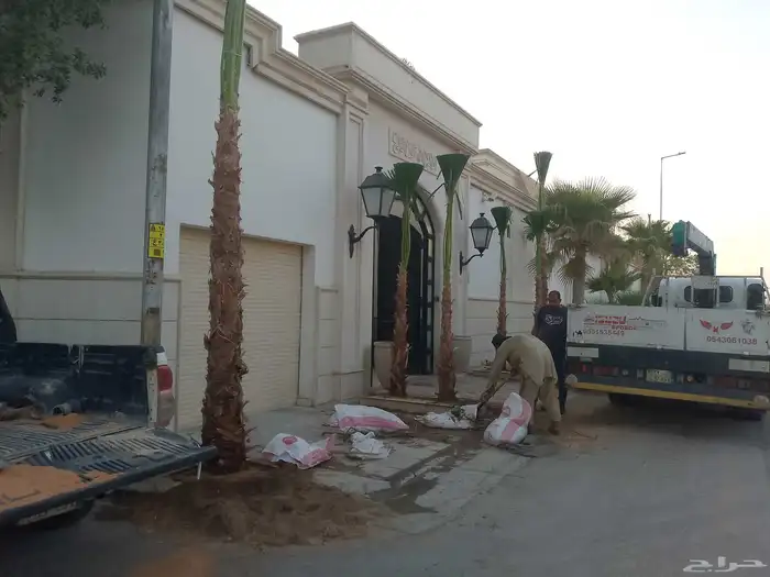 نخيل واشنطني زينه لبيع 8