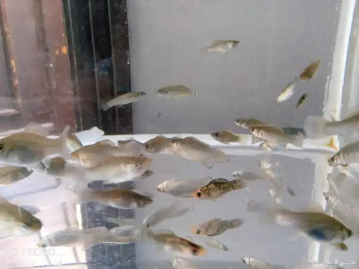 أسماك زينة مولي الحبة بريال 2