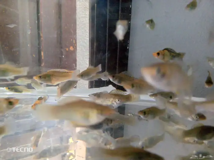 أسماك زينة مولي الحبة بريال 1