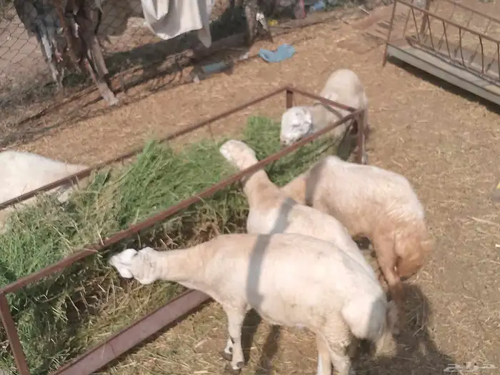 كباشه بلدي 1