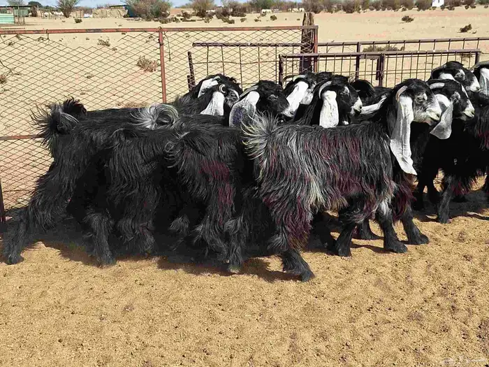 جفرات عوارض تأسيس مراح من الدرجه الاولي العدد 12 للقناي 27