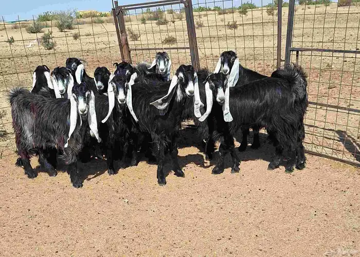 جفرات عوارض تأسيس مراح من الدرجه الاولي العدد 12 للقناي 12