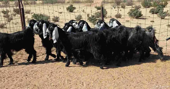 جفرات عوارض تأسيس مراح من الدرجه الاولي العدد 12 للقناي 7