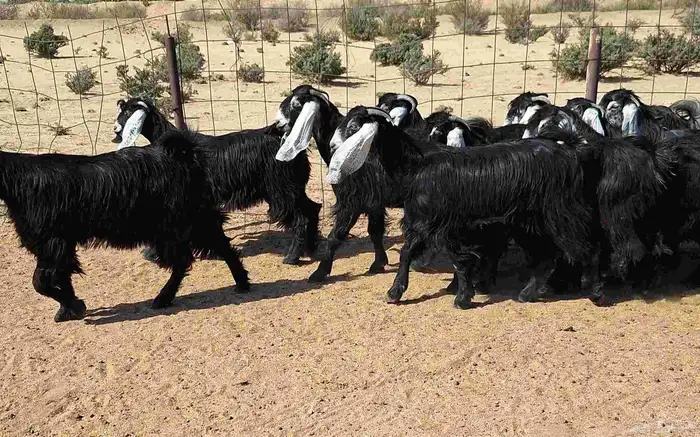 جفرات عوارض تأسيس مراح من الدرجه الاولي العدد 12 للقناي 22