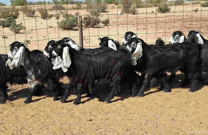 جفرات عوارض تأسيس مراح من الدرجه الاولي العدد 12 للقناي 30