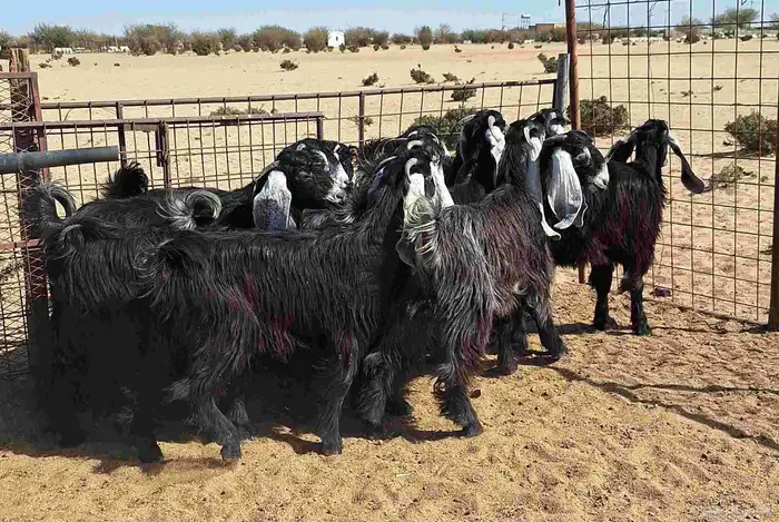 جفرات عوارض تأسيس مراح من الدرجه الاولي العدد 12 للقناي 6