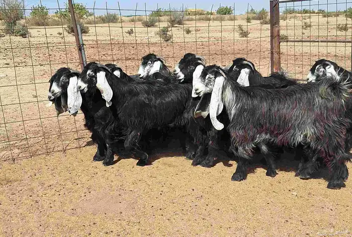 جفرات عوارض تأسيس مراح من الدرجه الاولي العدد 12 للقناي 10