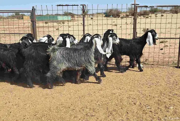 جفرات عوارض تأسيس مراح من الدرجه الاولي العدد 12 للقناي 17