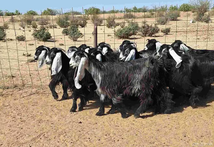 جفرات عوارض تأسيس مراح من الدرجه الاولي العدد 12 للقناي 3