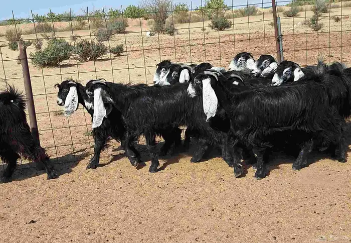 جفرات عوارض تأسيس مراح من الدرجه الاولي العدد 12 للقناي 21