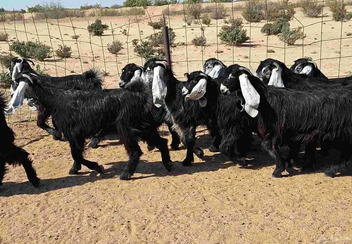 جفرات عوارض تأسيس مراح من الدرجه الاولي العدد 12 للقناي 32