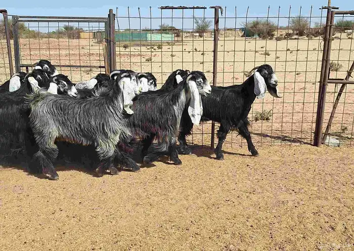 جفرات عوارض تأسيس مراح من الدرجه الاولي العدد 12 للقناي 14