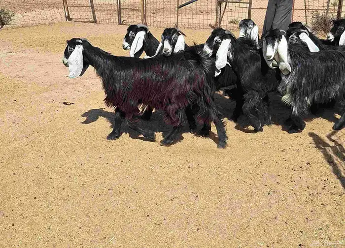 جفرات عوارض تأسيس مراح من الدرجه الاولي العدد 12 للقناي 29