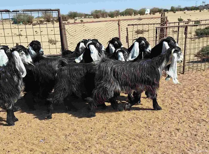 جفرات عوارض تأسيس مراح من الدرجه الاولي العدد 12 للقناي 9