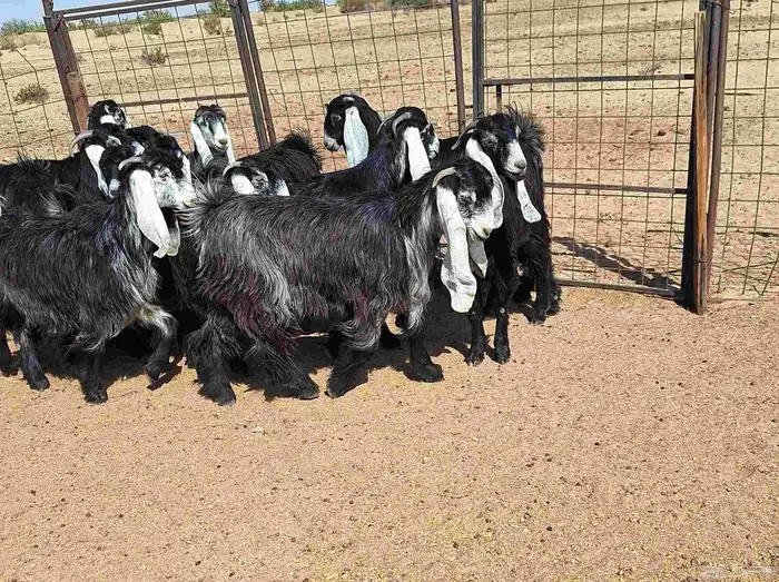 جفرات عوارض تأسيس مراح من الدرجه الاولي العدد 12 للقناي 8