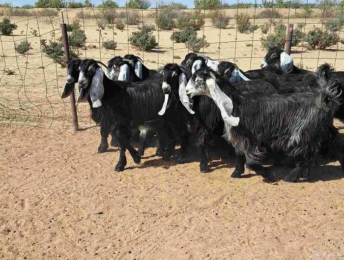 جفرات عوارض تأسيس مراح من الدرجه الاولي العدد 12 للقناي 0