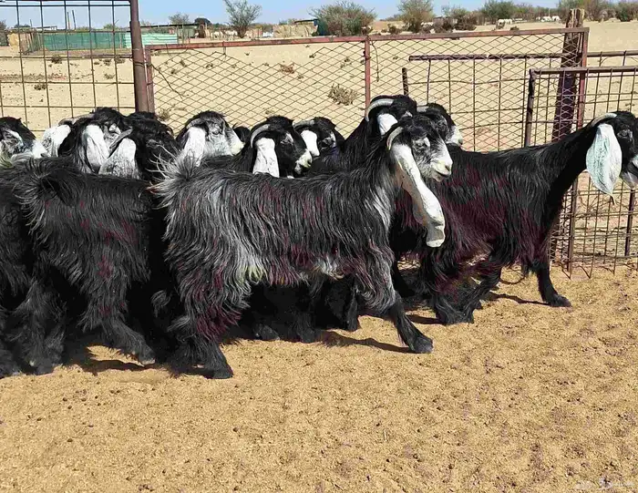 جفرات عوارض تأسيس مراح من الدرجه الاولي العدد 12 للقناي 25