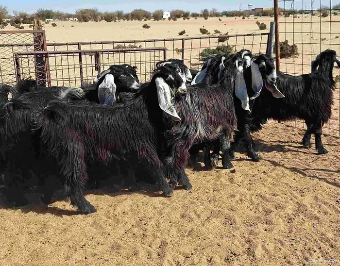 جفرات عوارض تأسيس مراح من الدرجه الاولي العدد 12 للقناي 2