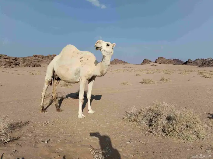 للبيع خفوت ميت ولدها له 4ايام 0