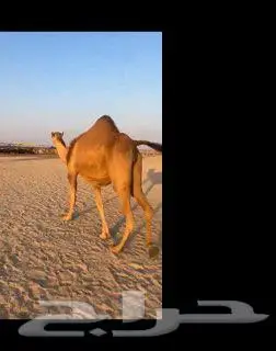 نياق للبيع 5