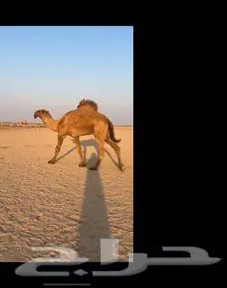 نياق للبيع 0