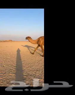 نياق للبيع 1