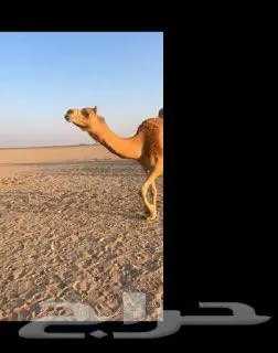 نياق للبيع 6