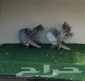 زوج فانتيل 2