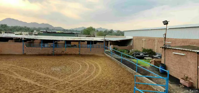 غرف إيواء خيل 2