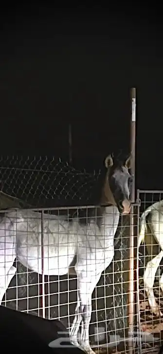 مهر واهو حفيد الشقب 0