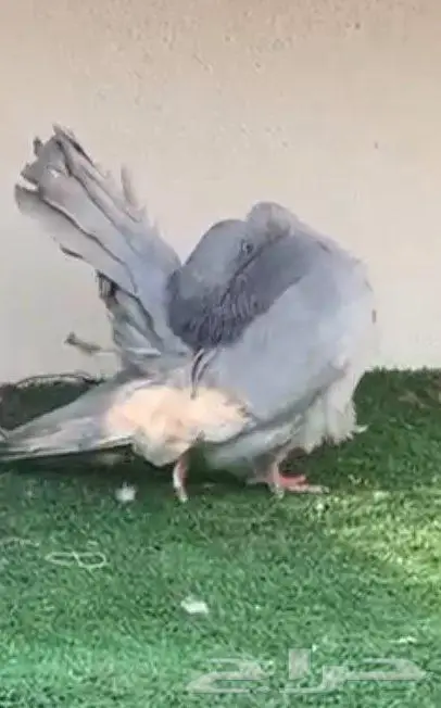 زوج فانتيل 0