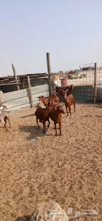 معزاء دهم والادودفيع من مراحي حلال نظيف 19