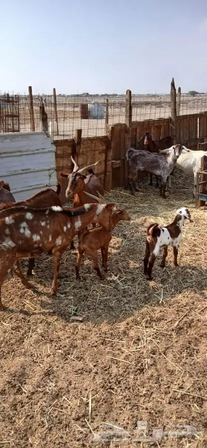 معزاء دهم والادودفيع من مراحي حلال نظيف 7