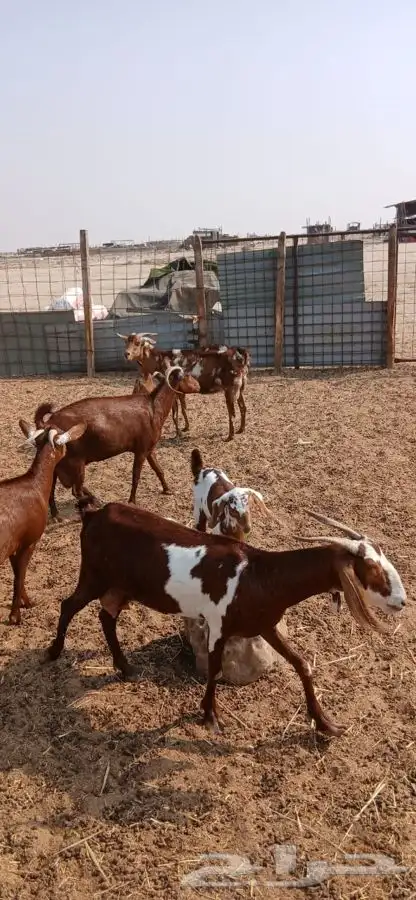 معزاء دهم والادودفيع من مراحي حلال نظيف 20