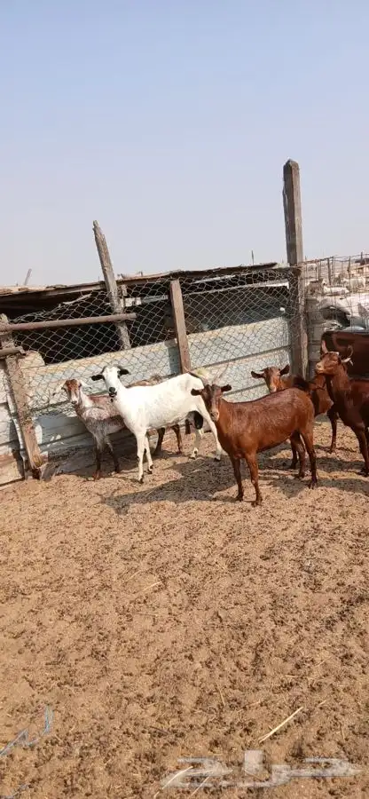 معزاء دهم والادودفيع من مراحي حلال نظيف 21