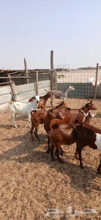 معزاء دهم والادودفيع من مراحي حلال نظيف 13