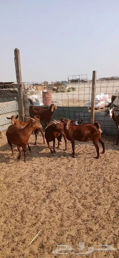 معزاء دهم والادودفيع من مراحي حلال نظيف 17