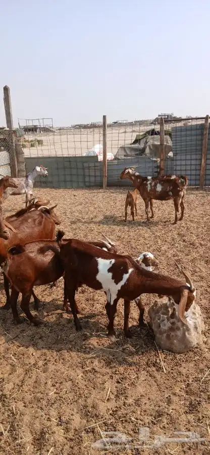 معزاء دهم والادودفيع من مراحي حلال نظيف 9