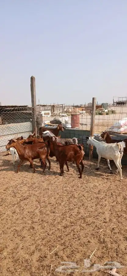 معزاء دهم والادودفيع من مراحي حلال نظيف 11