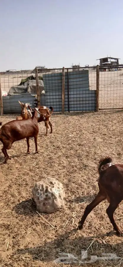 معزاء دهم والادودفيع من مراحي حلال نظيف 14