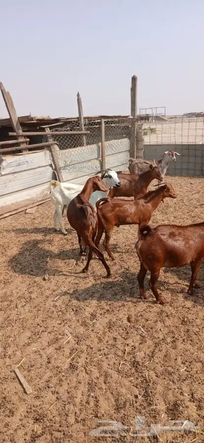 معزاء دهم والادودفيع من مراحي حلال نظيف 8