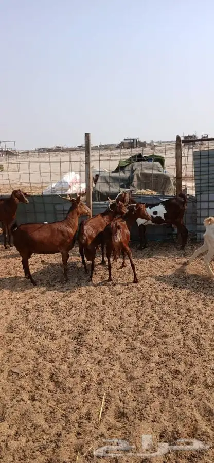 معزاء دهم والادودفيع من مراحي حلال نظيف 18