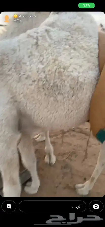 قعود للبيع 1