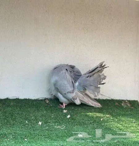 زوج فانتيل 3