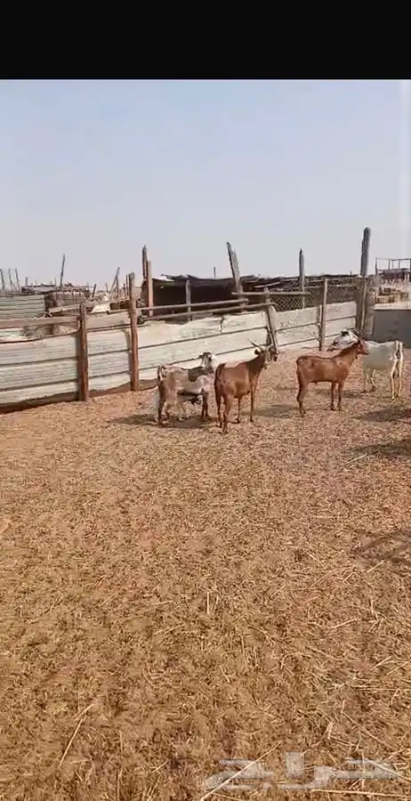 معزاء دهم والادودفيع من مراحي حلال نظيف 10